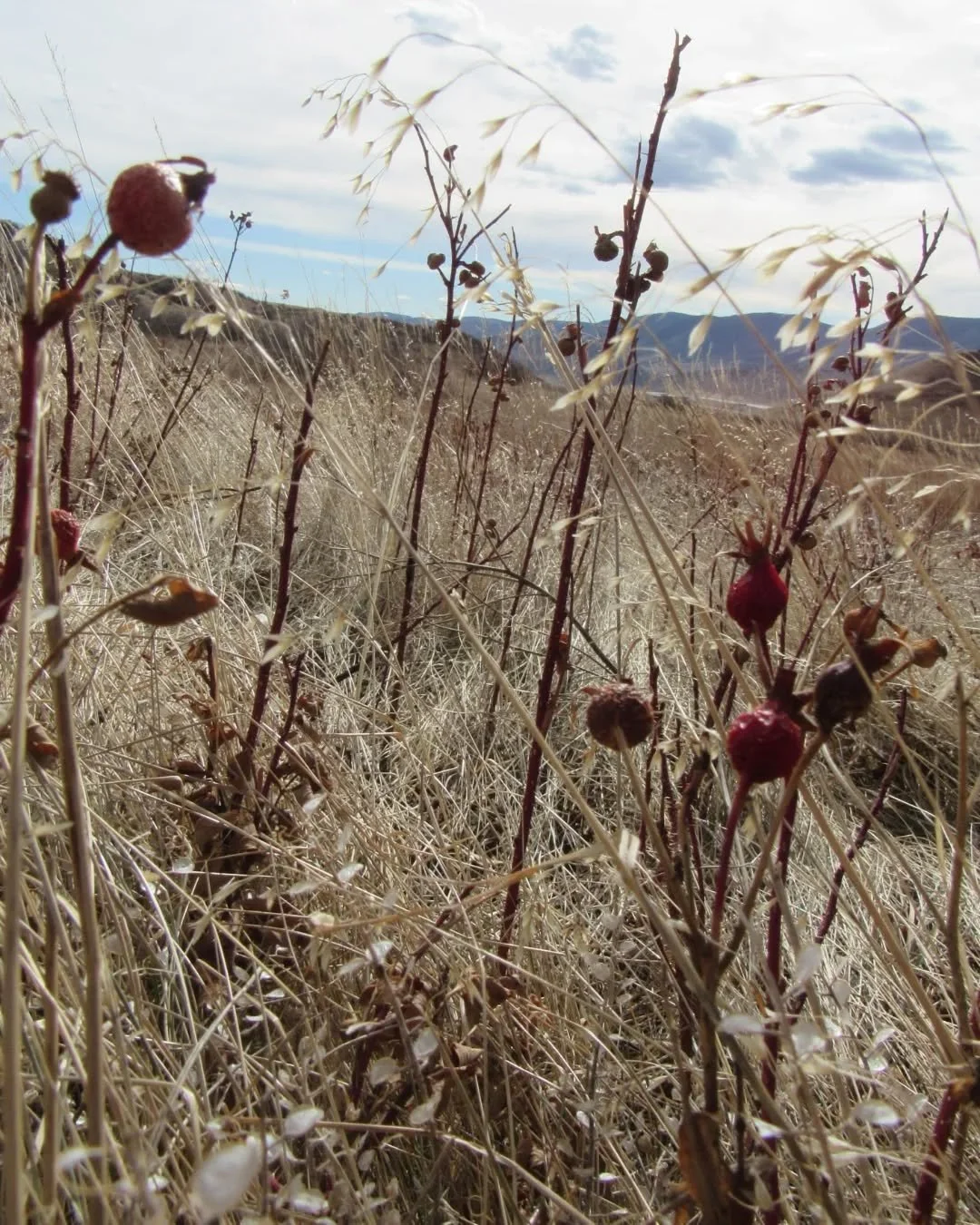 Bouquets of wild rose hips on Green Mountain
🌾❤️🌾❤️🌾❤️🌾