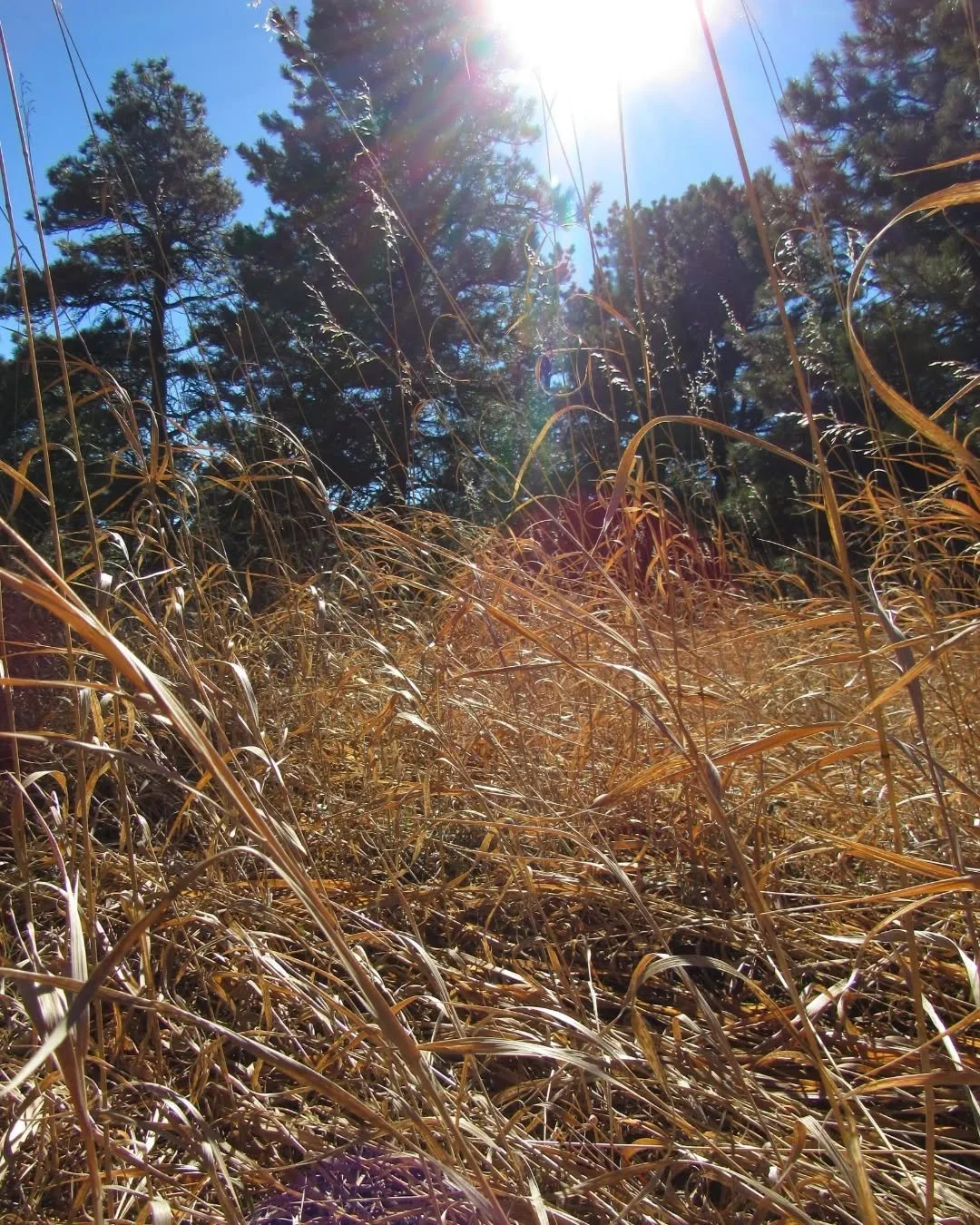 More dreamy warm sunny ponderosa meadows for this gray day&nbsp;🌾🌞💛&nbsp; There had been a dusting of snow early that morning, but by noon there was only a little left in the shade&nbsp;🌾&nbsp;Wildflower season is still months away but lichens an
