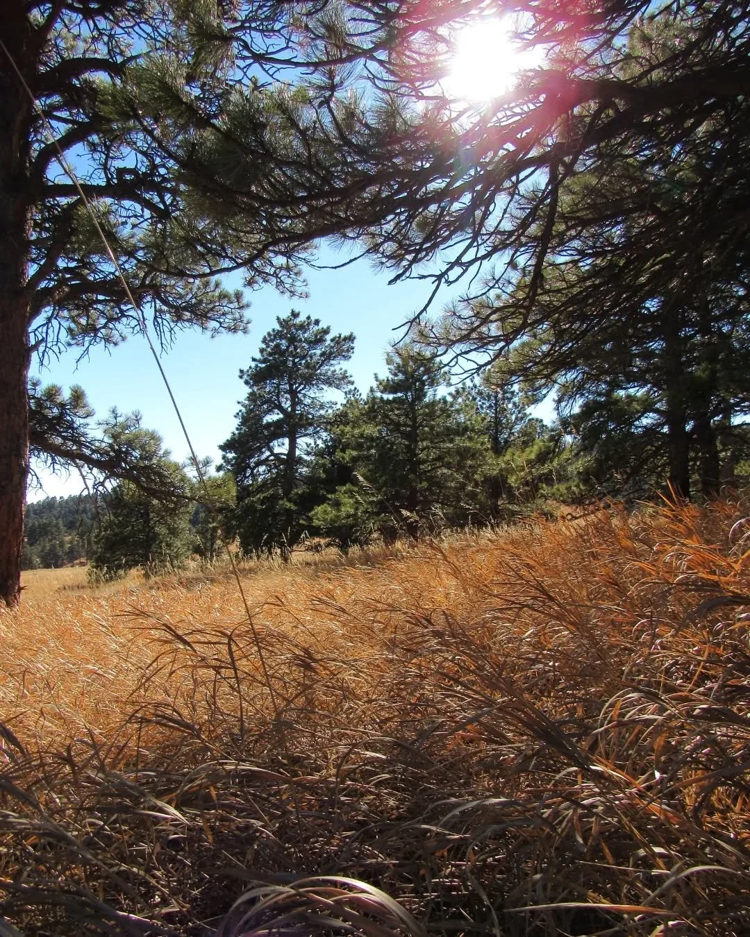 A sunny hike at White Ranch Park along Maverick Trail&nbsp;🌾🌲🌞&nbsp;There had been a dusting of snow early that morning, but by noon there was only a little left in the shade&nbsp;🌲&nbsp;The park is mostly sunny meadows and open ponderosa forest,