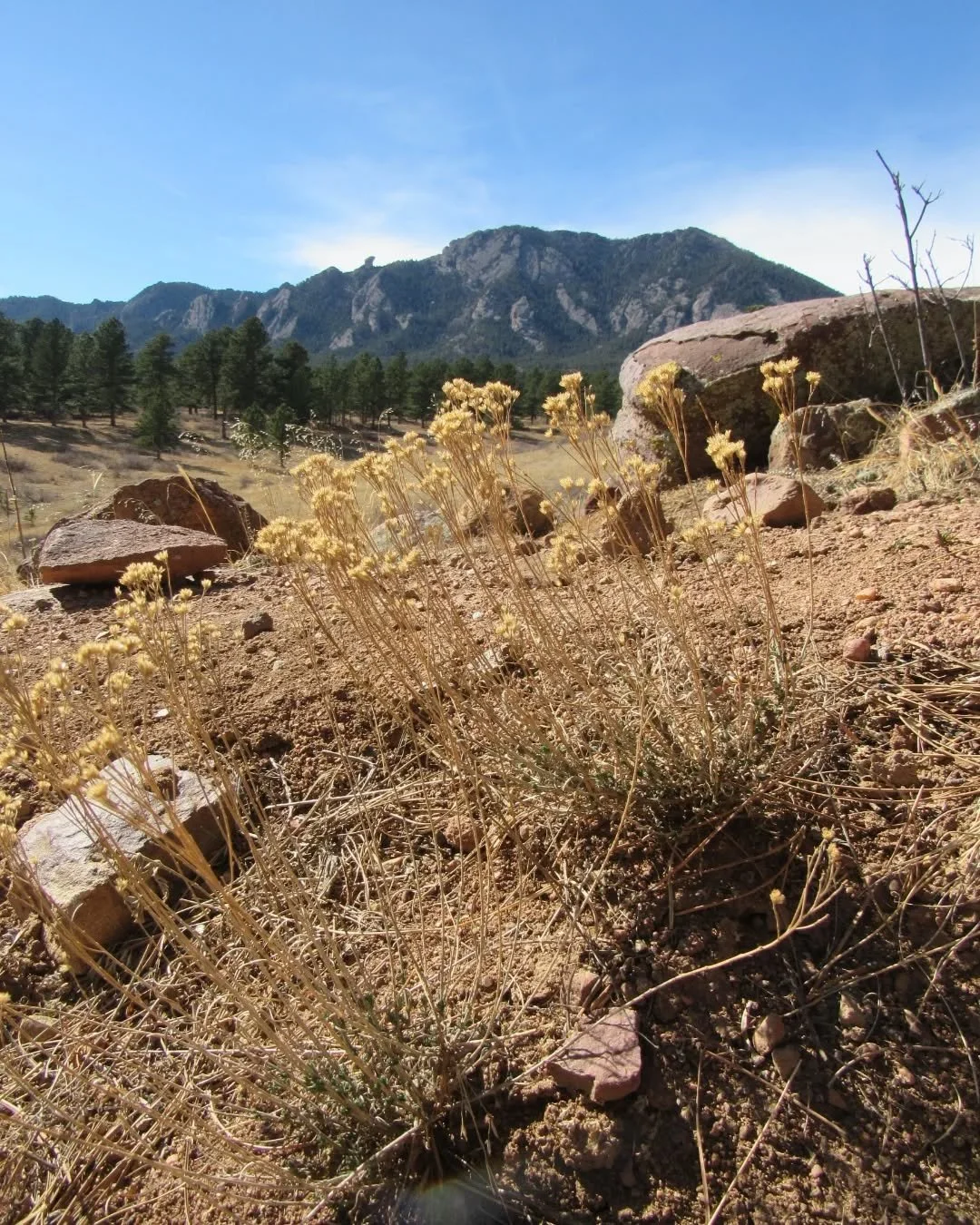 A sunny hike along Shanahan Ridge Trail in south Boulder, with views of Bear Peak and the Flatirons&nbsp;🌾🌲⛰️&nbsp;Yucca, Oregon&nbsp;Grape and Ponderosas are the evergreens in this winter without snow&nbsp;🌾&nbsp;And the lichens!&nbsp;💚&nbsp;Als