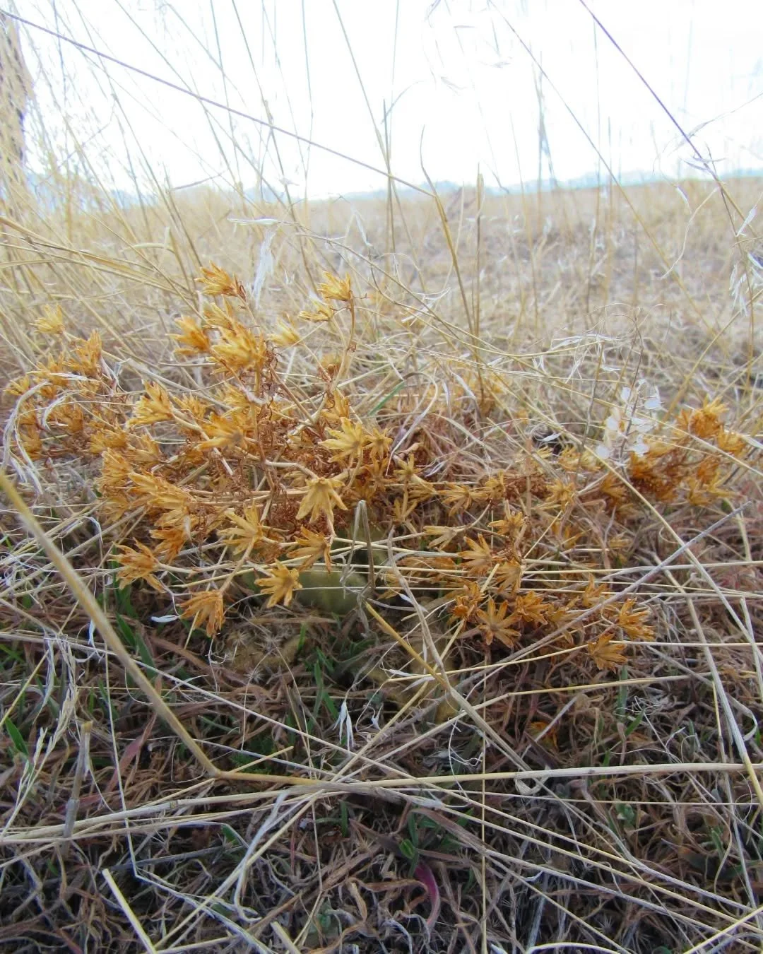 More from a late afternoon&nbsp;walk this week on South Table&nbsp;🌾💛🌾&nbsp;The golden grass was so warm and soft (and dry&nbsp;😕) that Sadie kept stopping to roll around and feel the sunshine on her belly&nbsp;✨🌞✨&nbsp;I would have joined her b