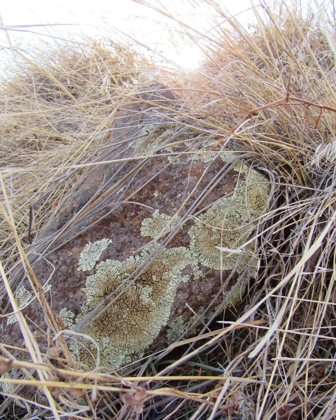 Rock lichens this week on South Table&nbsp;🌾💚🌾&nbsp;The colors really pop this time of year, especially after melting snow or rain&nbsp;✨💚✨&nbsp;Still patiently waiting&nbsp;for wildflower season here, but spring is right around the corner!&nbsp;