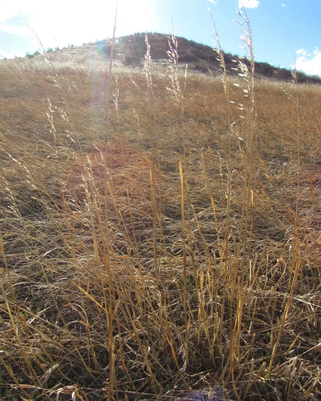 A late afternoon walk on South Table&nbsp;🌾💛🌾&nbsp;So grateful&nbsp;for more light in the evenings now!&nbsp;🌞&nbsp;The golden grass was so warm and soft that Sadie stopped to soak up some sunshine&nbsp;❤️&nbsp;There's lots more to see, let's go!