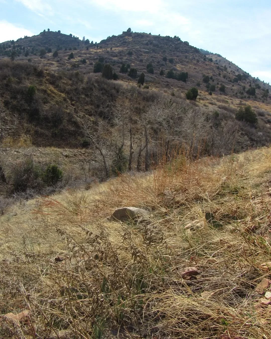 Happy Friday! ✨️ This was a warm walk last weekend in Matthews Winters Park&nbsp;🌾&nbsp;The hills were so dry, but there were a few early surprises&nbsp;🌸💛&nbsp;More to come!&nbsp;🌾🌸💛