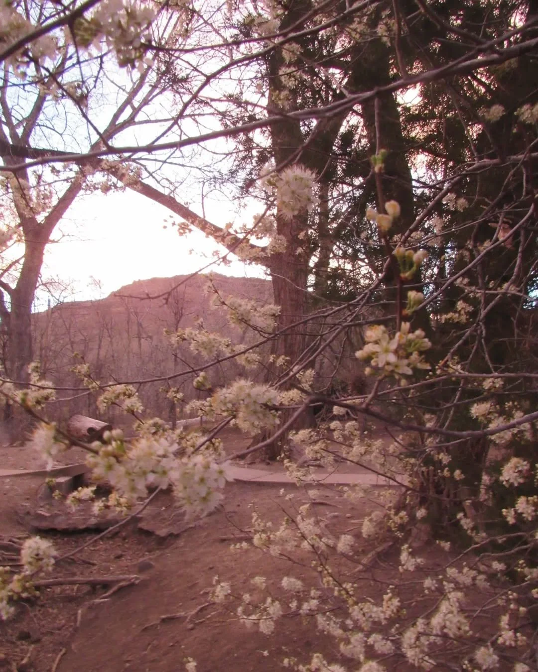 Dog park wild plum twilight magic&nbsp;🐕🌸💖✨