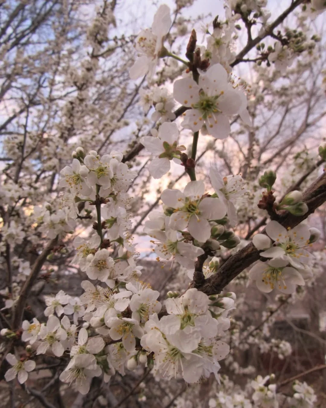 Morning backyard apple blossoms this week&nbsp;✨🤍✨

Pretty, but it's too early for this here 😕 Wishing you a gentle spring week ahead, happy Sunday! 🤍
