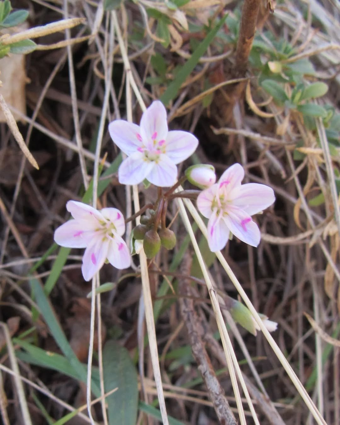 🌸 Spring Beauty 🌸 Claytonia lanceolata 🌸&nbsp;I spotted her last week at Matthews Winters Park 💖&nbsp;One of the earliest spring ephemerals, she blooms just a few days after snowmelt. She can bloom in large patches, but is more commonly found in 