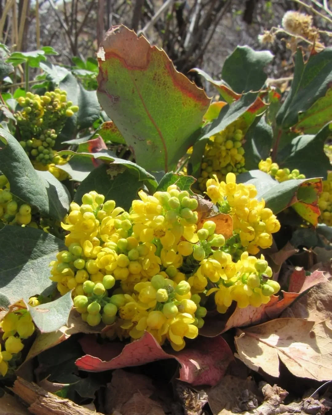 Oregon grape and her early spring sister, yellow prairie violets were blooming all along the trail last weekend at Matthews Winters Park 💛

Oregon Grape, Mountain holly, Grape holly (or hollygrape), Barberry, Creeping Mahonia, Mahonia repens 💛

A b