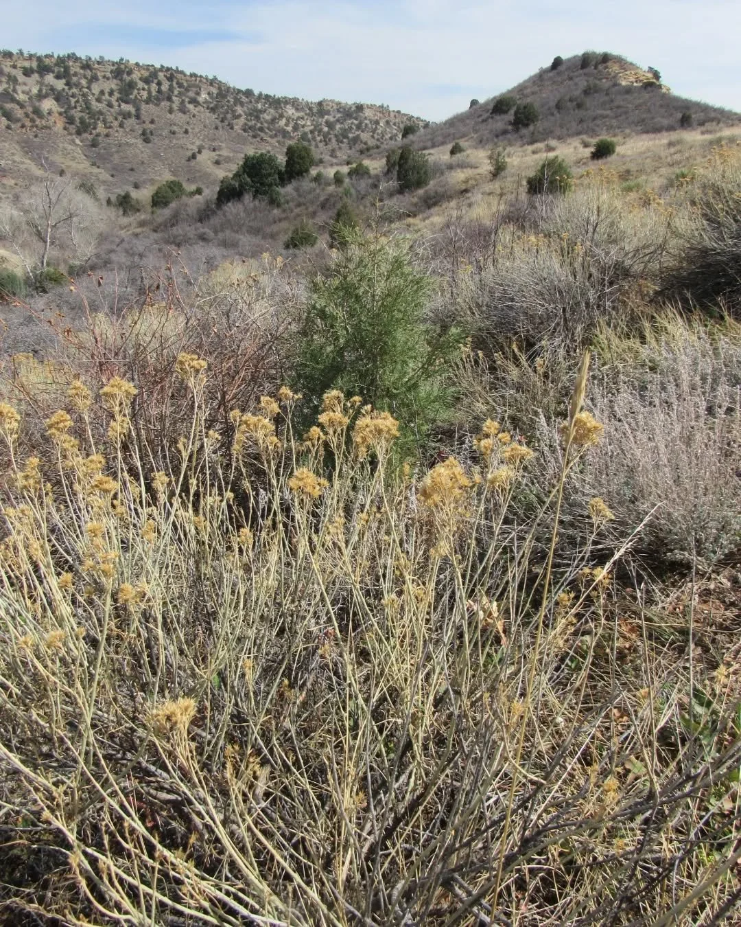 A warm walk last weekend in Matthew Winters Park&nbsp;🌾&nbsp;The hills were so dry~ but wait!&nbsp;✨&nbsp;What tiny early friend is there, nearly hidden in the old grass? 🌸&nbsp;It's Spring Beauty!&nbsp;🌸💖🌸