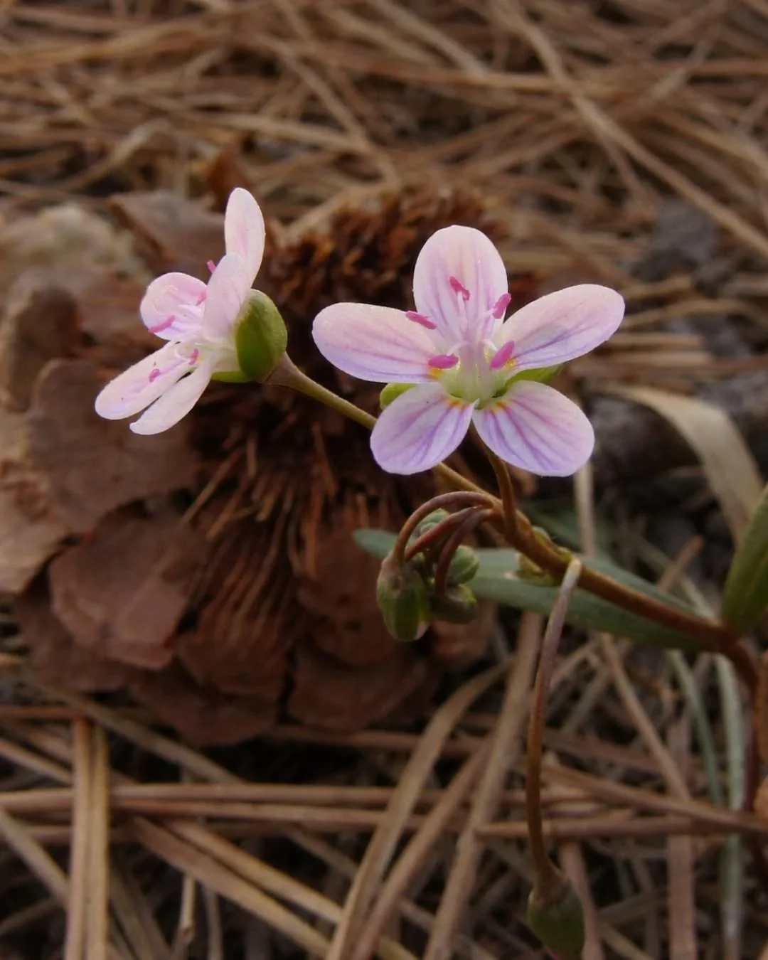Still celebrating tiny Spring Beauty&nbsp;✨🌸✨&nbsp;Her pink stripes really pop in the shade&nbsp;💖&nbsp;If you see one of&nbsp;her, look around, you'll probably find more!&nbsp;🌸🌾🌸🌾🌸&nbsp;Let's walk up this hill, into the ponderosa shade with 