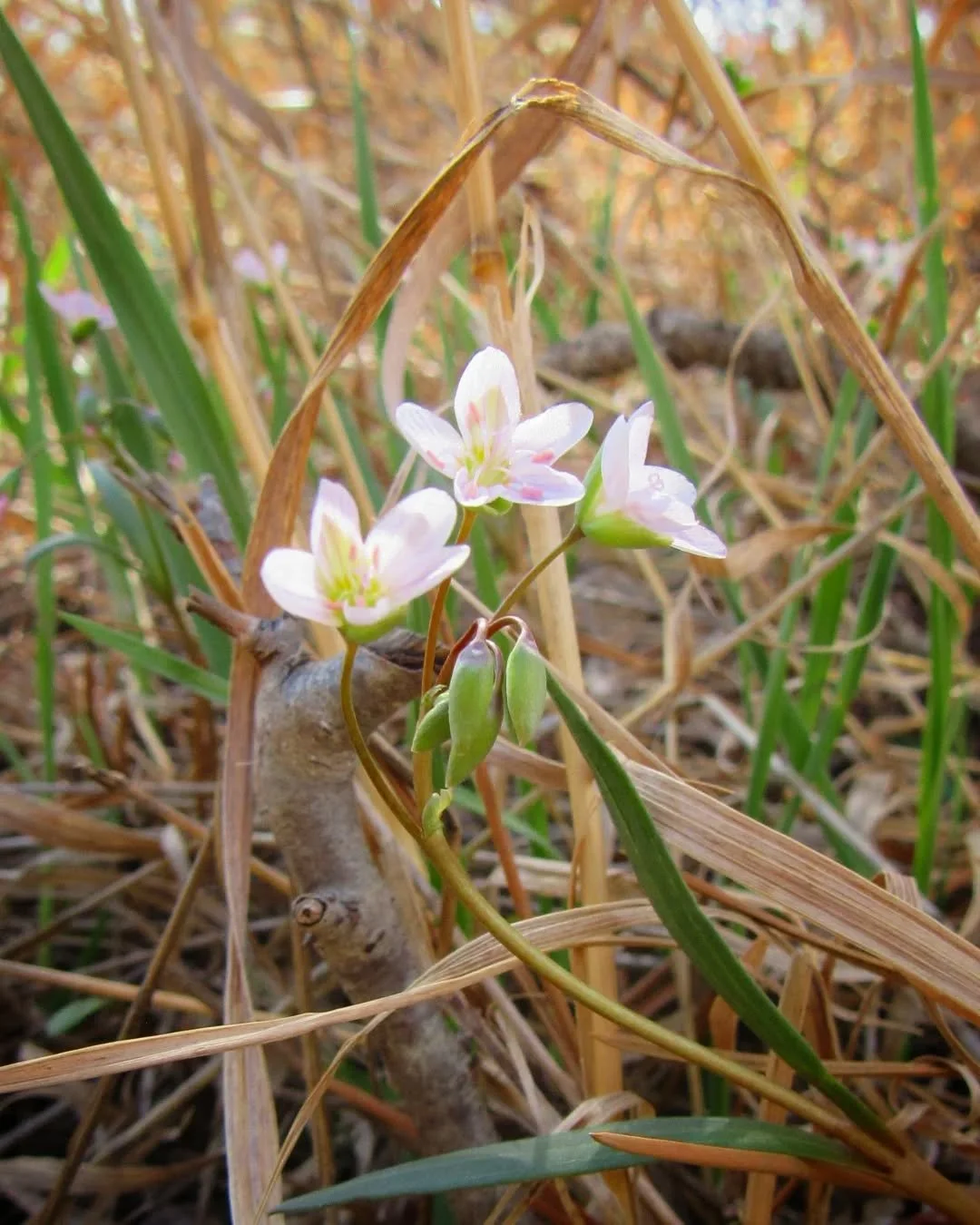 🌾🌸🌾&nbsp;More Spring Beauty popping up all over White Ranch Park last weekend&nbsp;🌾🌸🌾&nbsp;She's tiny and easy to miss in the tall grass, but if there's one, you'll probably find more!&nbsp;🌸🌾🌸🌾&nbsp;Sand lily is also an early bloomer, but