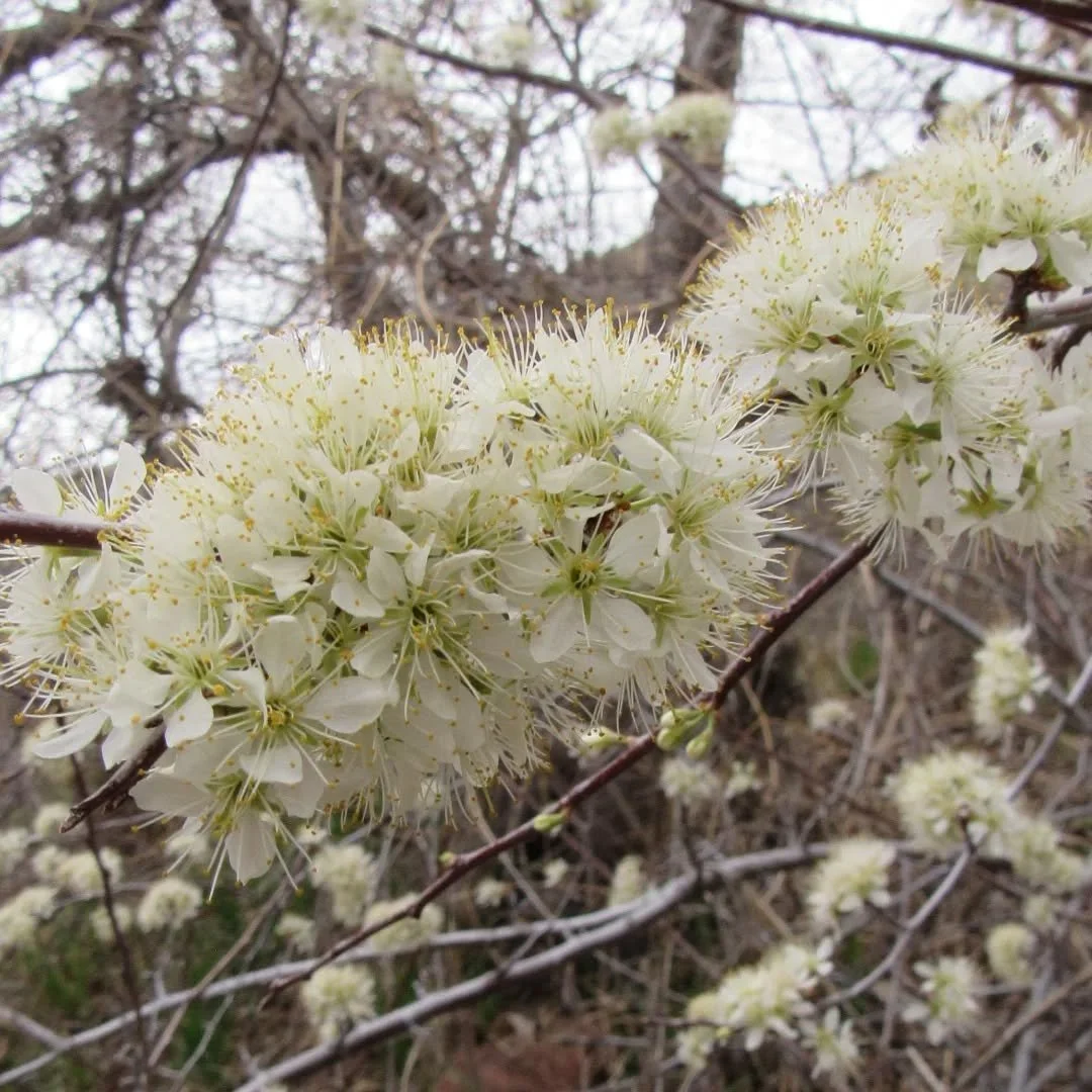 Wild for wild plum blossoms&nbsp;✨🤍✨