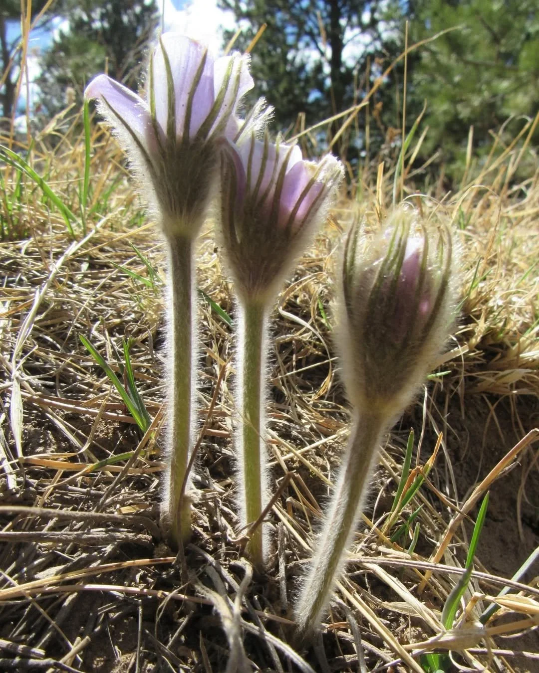 Pasqueflower blooms last weekend at White Ranch Park~ they're probably in full bloom today!&nbsp;&nbsp;✨💜✨&nbsp;The name Pasqueflower comes from the Hebrew word for Passover, Pesach, and she nearly always blooms right on time 💜&nbsp;Wishing you a b
