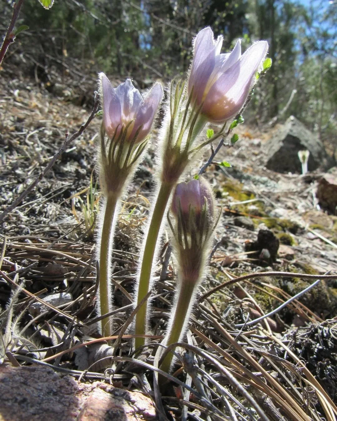 A few more glowing pasqueflower from Easter Sunday in Centennial Cone Park&nbsp;✨💜✨&nbsp;Sorry for the possible pasqueflower overload, but she doesn't stick around for long!&nbsp;💜