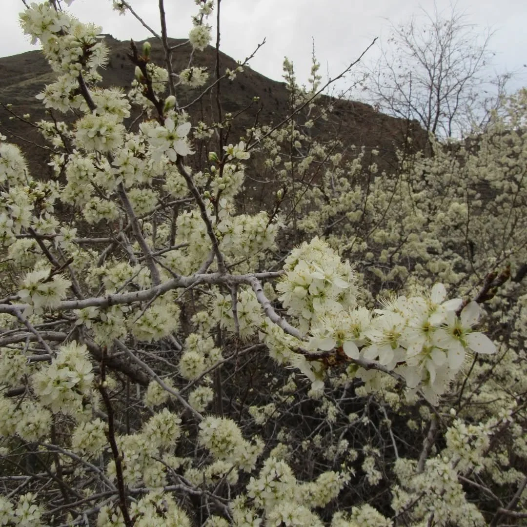 More dreamy wild plum blossom along Clear Creek&nbsp;✨🤍✨️ Wishing you a sweet Friday! 🤍