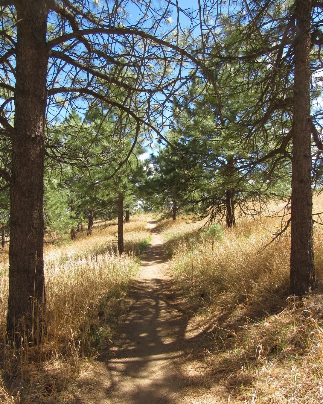 A sunny Sunday walk through meadows and ponderosa woods at Lookout Mountain Nature Preserve&nbsp;🌾🌲🌾&nbsp;Much of the woods here was thinned this winter to help with wildfire mitigation. It was sad to see so many stumps, but essential, especially 