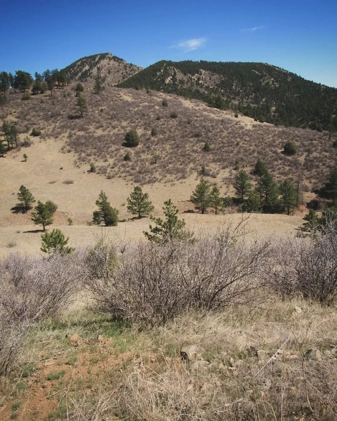 🌾🌲🌞&nbsp;A little more from a sunny Easter hike at Centennial Cone Park&nbsp;💛&nbsp;Last time here, we took Elk Range Trail that goes back behind the cone there, but it's seasonally closed now for elk calving&nbsp;💕&nbsp;This time we took the Tr