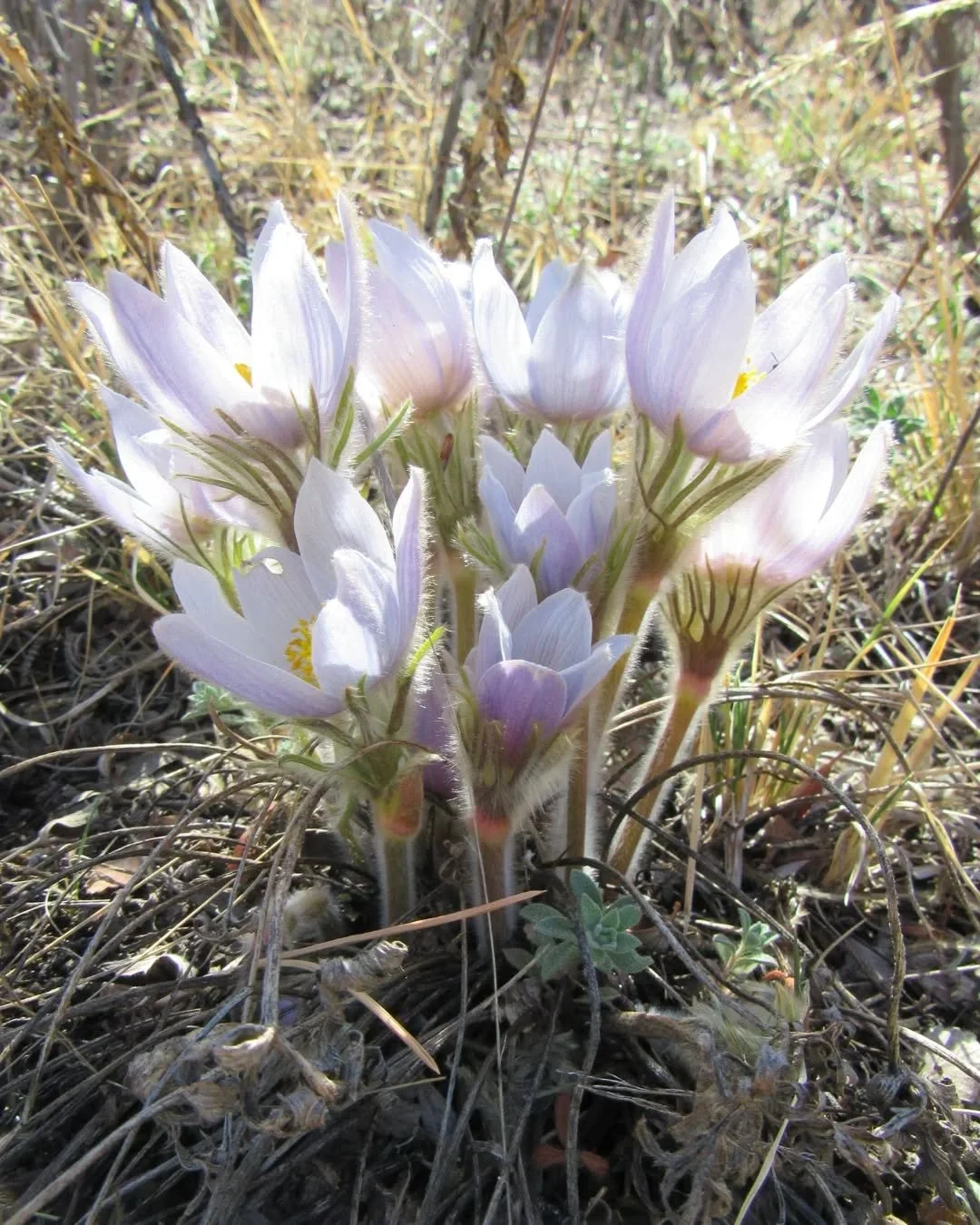 Pasqueflower was in full bloom in Centennial Cone Park last Sunday on Easter Day 🌾💜🌾 I love how she glows ✨💗✨