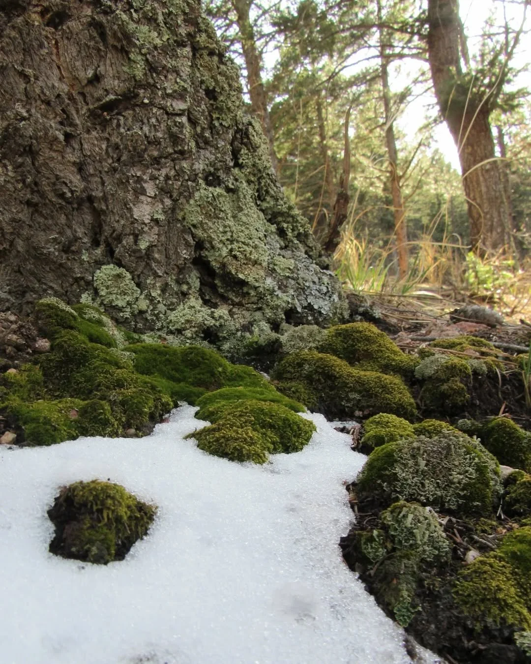 🌲🧚🌲&nbsp;Happy Earth Day from a fairy forest! ✨&nbsp;We took a quick trip last weekend to Colorado Springs for new trails and breweries, and to visit my son 🥰&nbsp;This is Blodgett Open Space under Blodgett Peak&nbsp;⛰️🌲🌾&nbsp;Patches of snow w