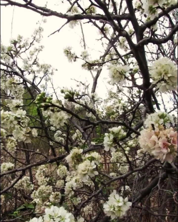 🔊&nbsp;sound on for red-winged blackbirds hiding in cattails and late-season wild plum blossoms&nbsp;🌾🐦&zwj;⬛🤍&nbsp;Sorry for the highway noise too, but I'll take any sweet moment I can get&nbsp;😉🤍&nbsp;Also chokecherry, golden currant, golden 