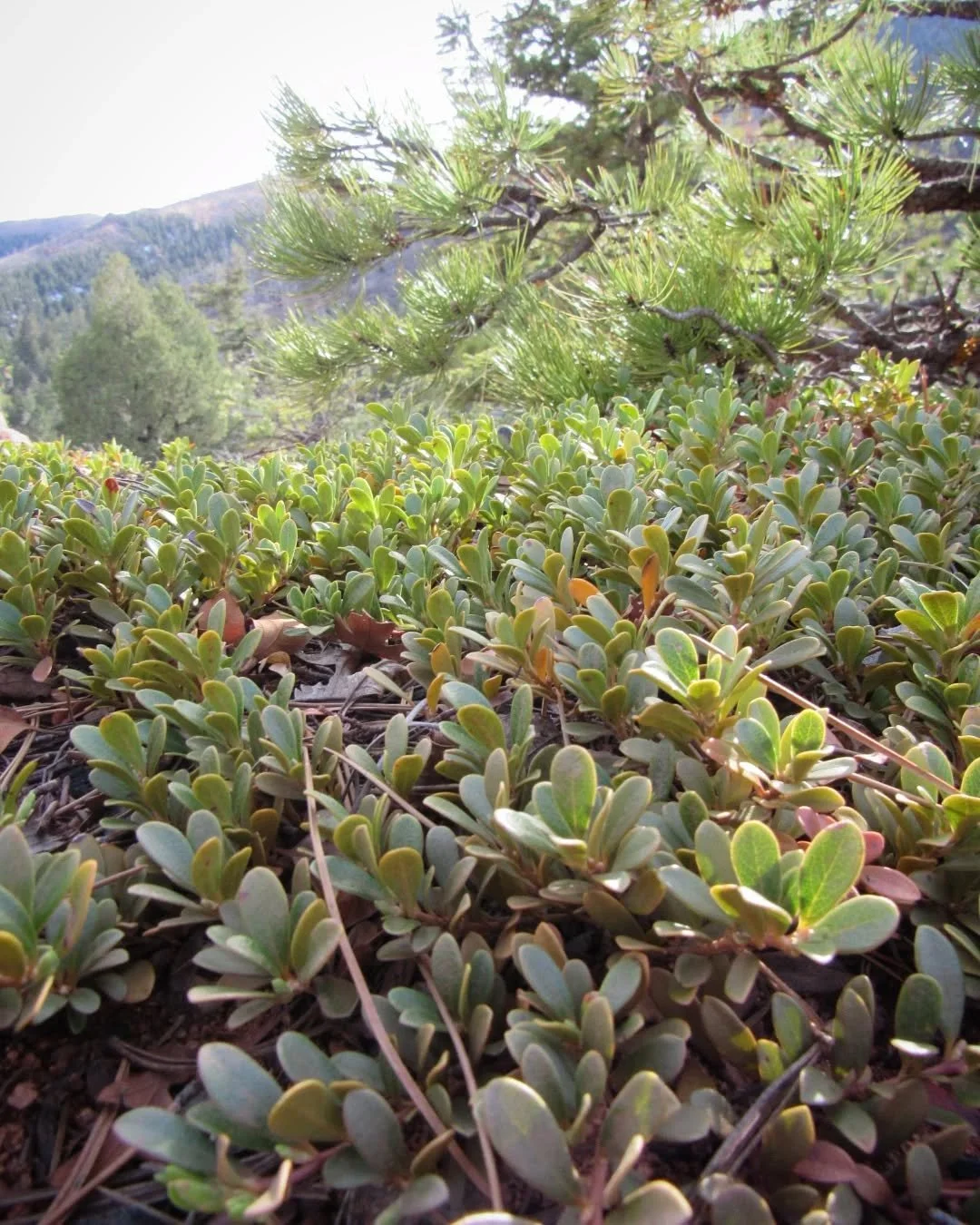 🌿 Bearberry in Blodgett Open Space near Colorado Springs&nbsp;🌿&nbsp;She's common in the foothills and one of my favorite plants to see along a trail, I love the feel of her soft leathery leaves&nbsp;💚&nbsp;She practically glowed covering the red 