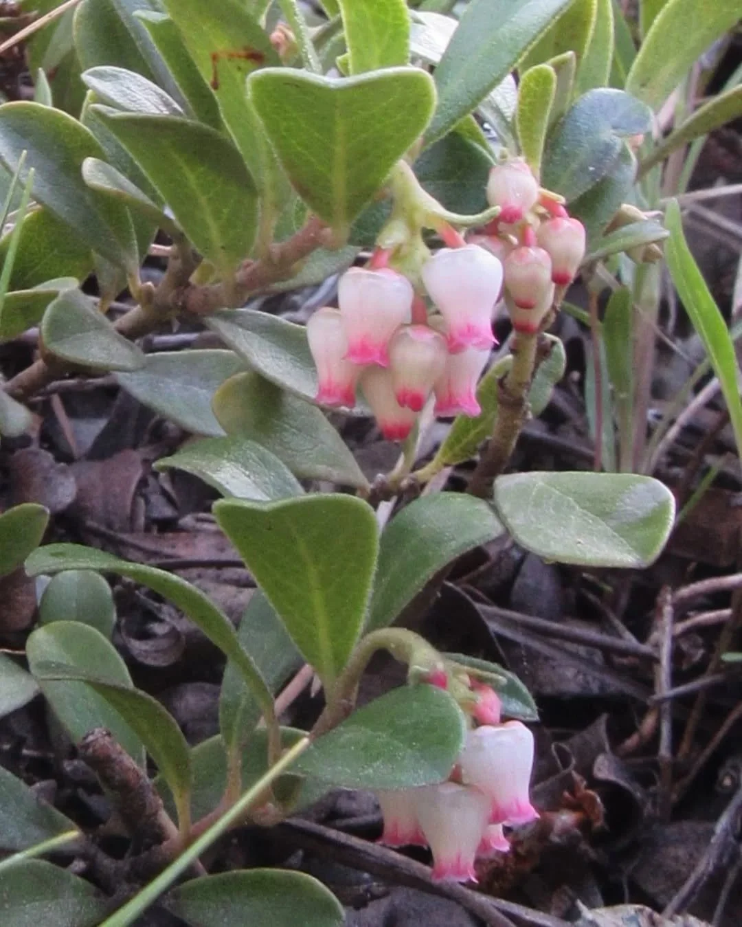 🌿❤️ Bearberry, Kinnikinnick, Arctostaphylos uva-ursi ❤️🌿

A low-growing evergreen shrub, she grows into large mats that carpet forest floors. Her leaves are shiny and leathery, her tiny bell-shaped flowers hang in small clusters in spring, and brig