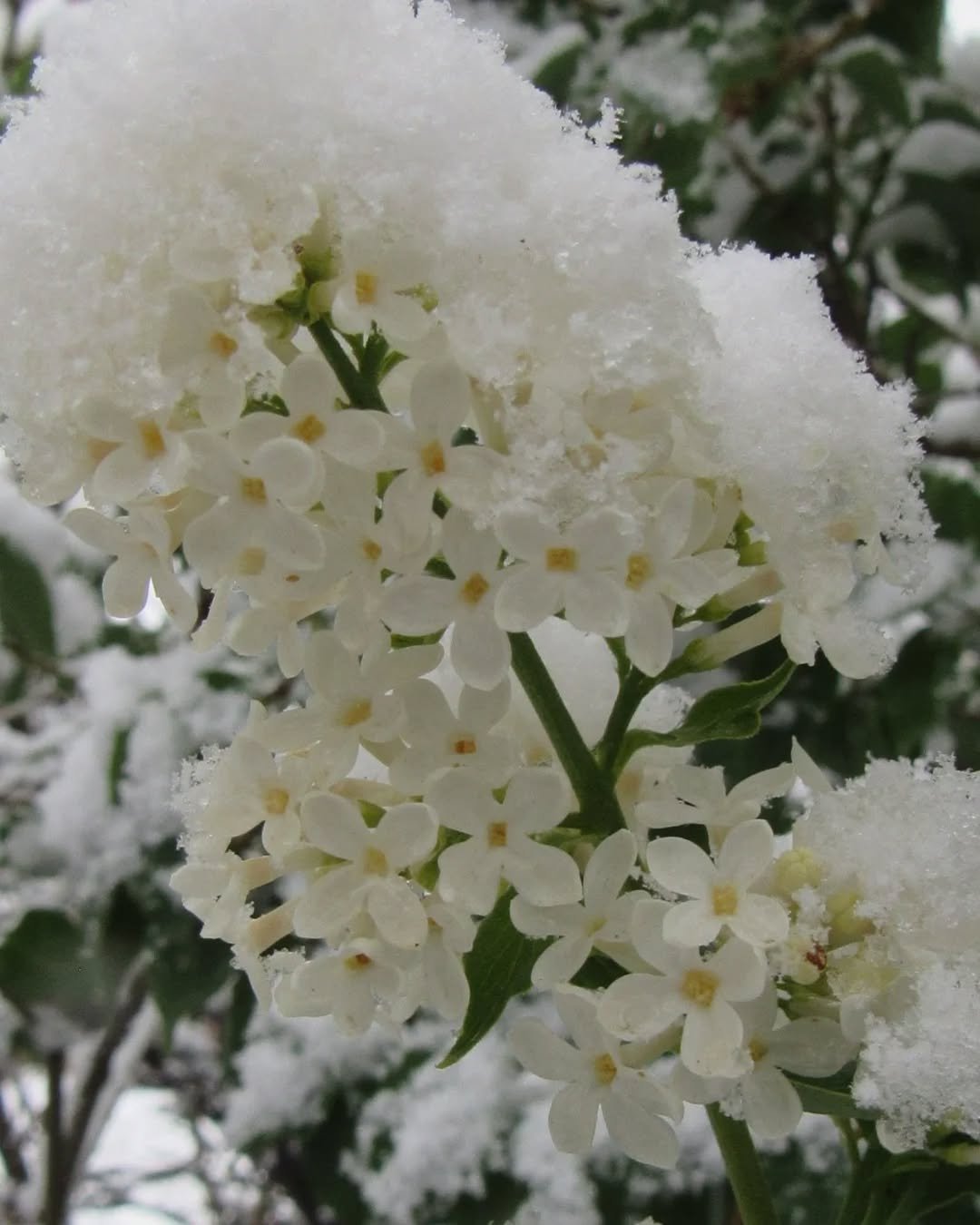❄️ The Winter Queen, the crone Cailleach, days past the season of her reign, covers and sets to sleep this year's lilacs and other early spring blooms ❄️🌸❄️🌸❄️

Yesterday morning was still snowy (6+ inches here), but the sun is out today!&nbsp;🌞&n