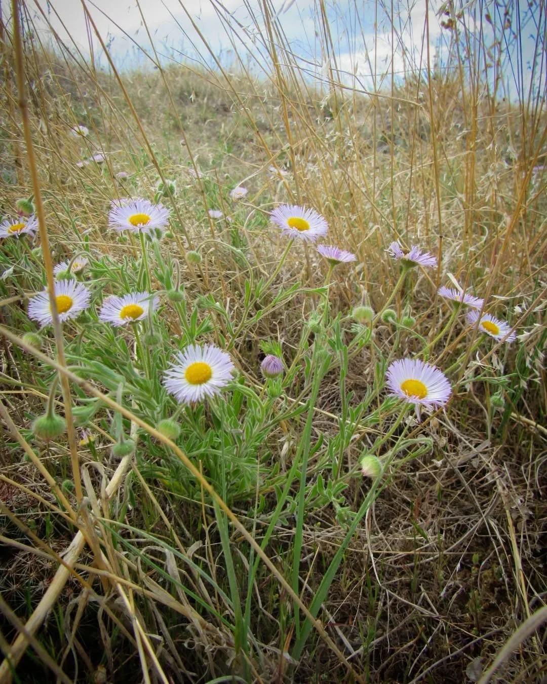 A pretty walk on South Table last Saturday before rain set in for a few days&nbsp;🌾&nbsp;It's been a very dry winter and spring, but just right for some of these mesa girls&nbsp;🌾🌵🌸🌻🪻🌞&nbsp;There's little trailing daisies and mountain ball cac