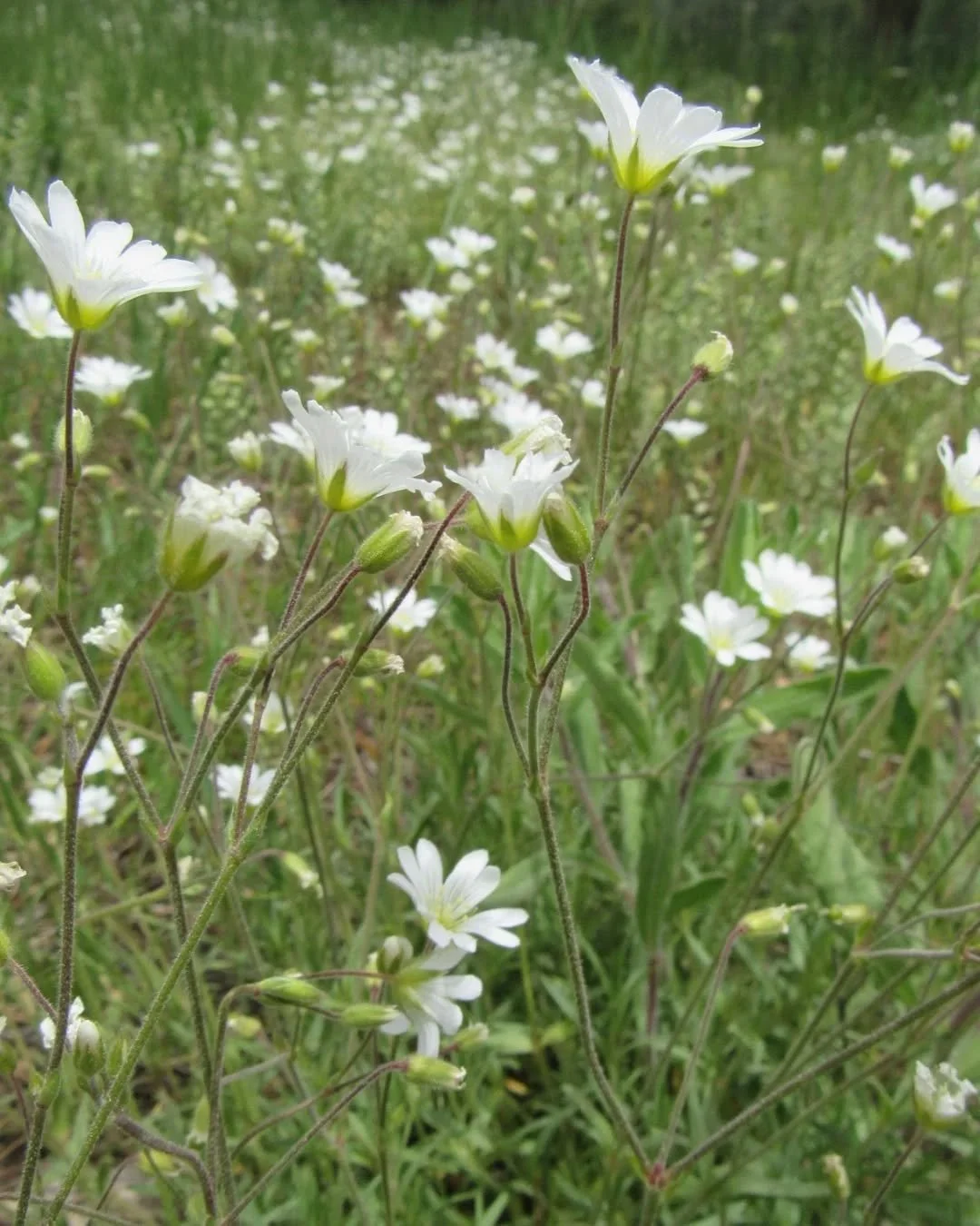 🤍&nbsp;Let's sit for a while in this sweet patch of Mouse-Ear Chickweed&nbsp;🌿🤍🌿&nbsp;Each little petal is notched into two lobes that resemble a mouse's ears 🤍