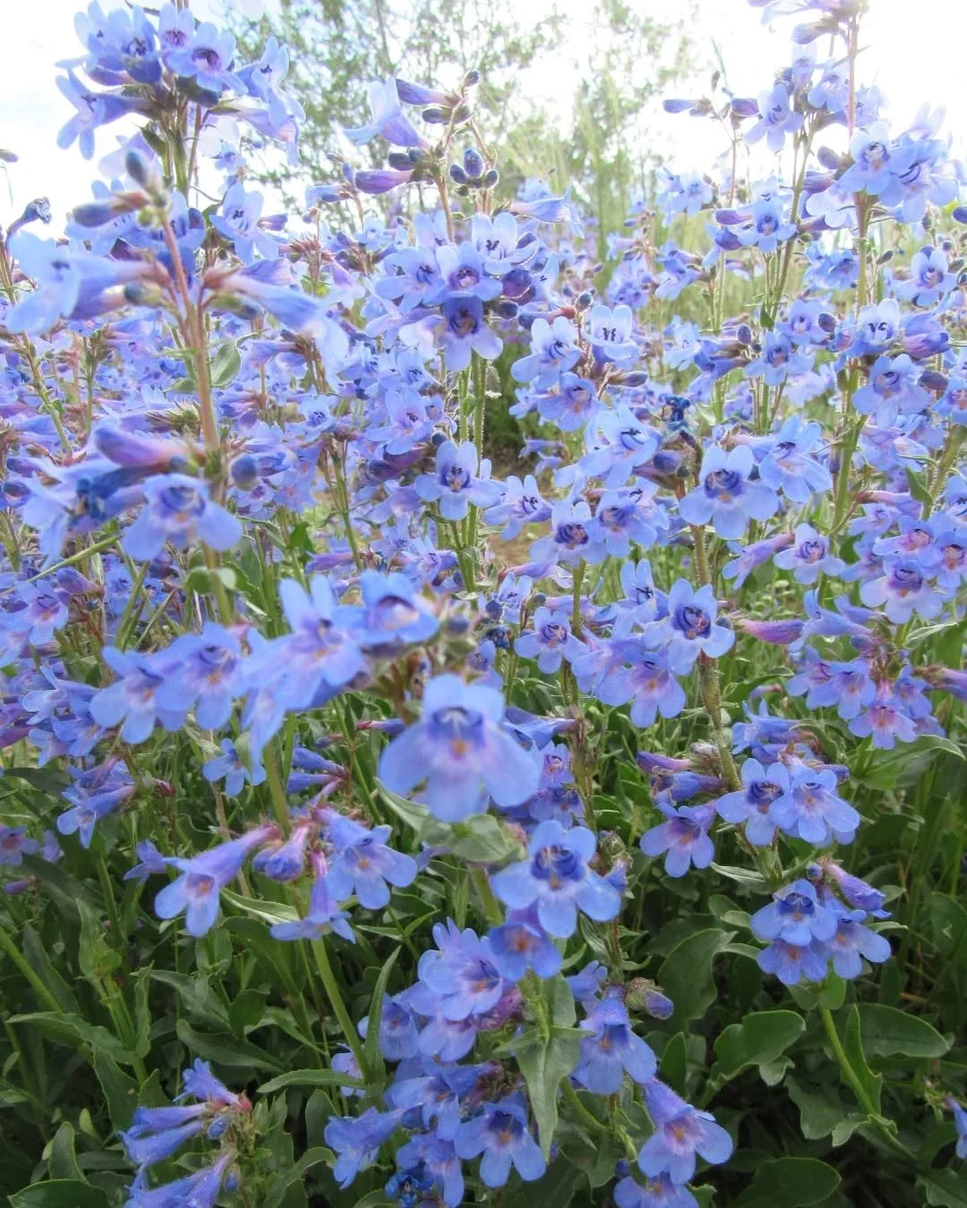 🩵💙🩵&nbsp;For this week's Blue Moon, I'm sharing a few wild blue blooms!&nbsp;💙🩵💙&nbsp;Penstemon (or beardtongues) are the largest genus of flowering plants entirely endemic to North America&nbsp;🪻&nbsp;With over 280 species, she's found from A