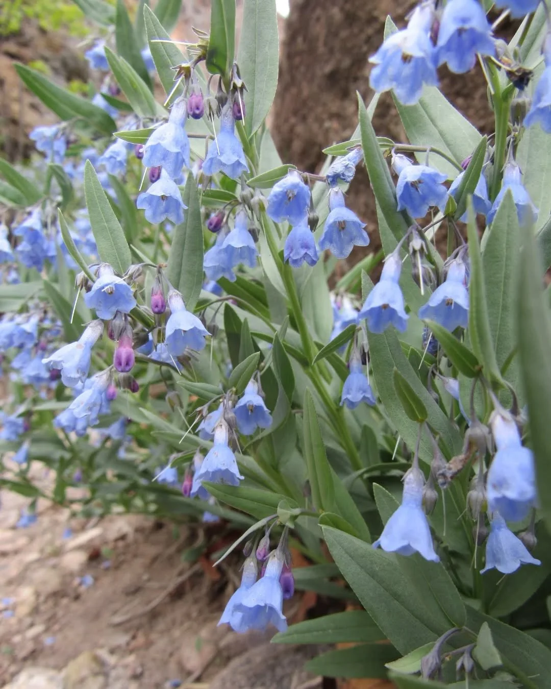 🩵💙🩵&nbsp;Tall Chiming Bells (Mertensia ciliata) bloom all summer in meadows and forests with sweet drooping clusters of blue bell-shaped flowers&nbsp;🩵&nbsp;The flowers start pink as they bud and mature into sky blue&nbsp;🩷💜🩵 She's also called