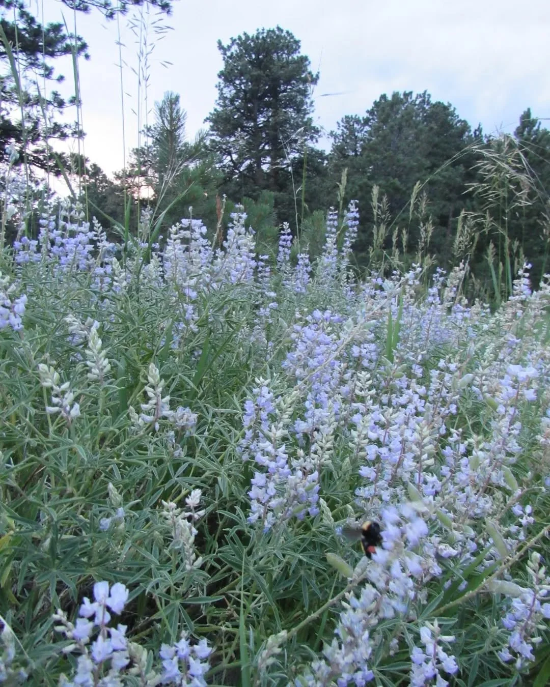 🤍🩵💙 Silvery lupines from around Golden&nbsp;💙🩵🤍&nbsp;

The name Lupine comes from lupus, Latin for "wolf", and lupinus means "wolfish". Early European observers of this wildflower found that she grew only in sandy, barren so