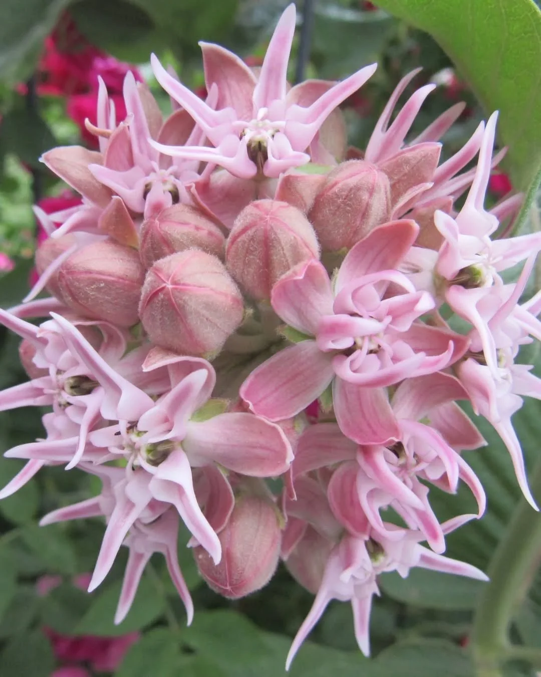 🌸 Showy Milkweed is blooming all around here now for happy honeybees 🌸🐝🌸 Many are coming up through the hedges in my yard, fireworks right out of fairy world 🌸🧚&zwj;♀️🌸 I haven't seen any Monarchs yet, but I hope any nearby will feel welcome h
