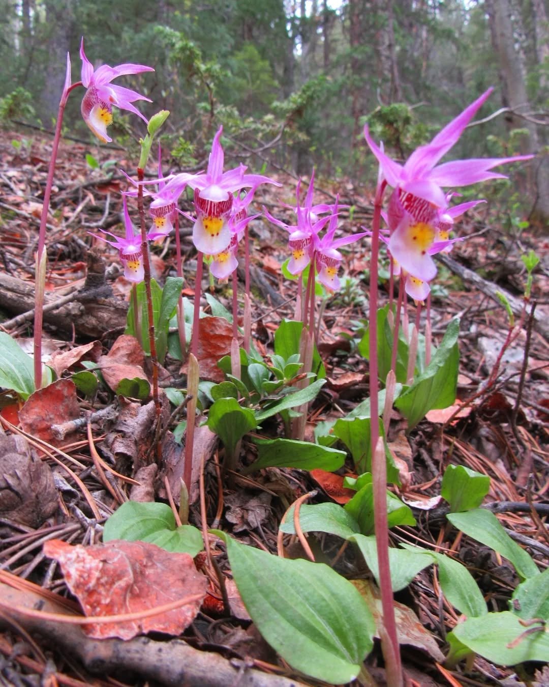 ✨🩷✨&nbsp;June is the month of midsummer fairy forest magic, and in the Colorado foothills and high country, the short season of the ephemeral fairy slipper orchid, Calypso bulbosa ✨🩷✨ She blooms for only 10 days between mid-May and late June, depen