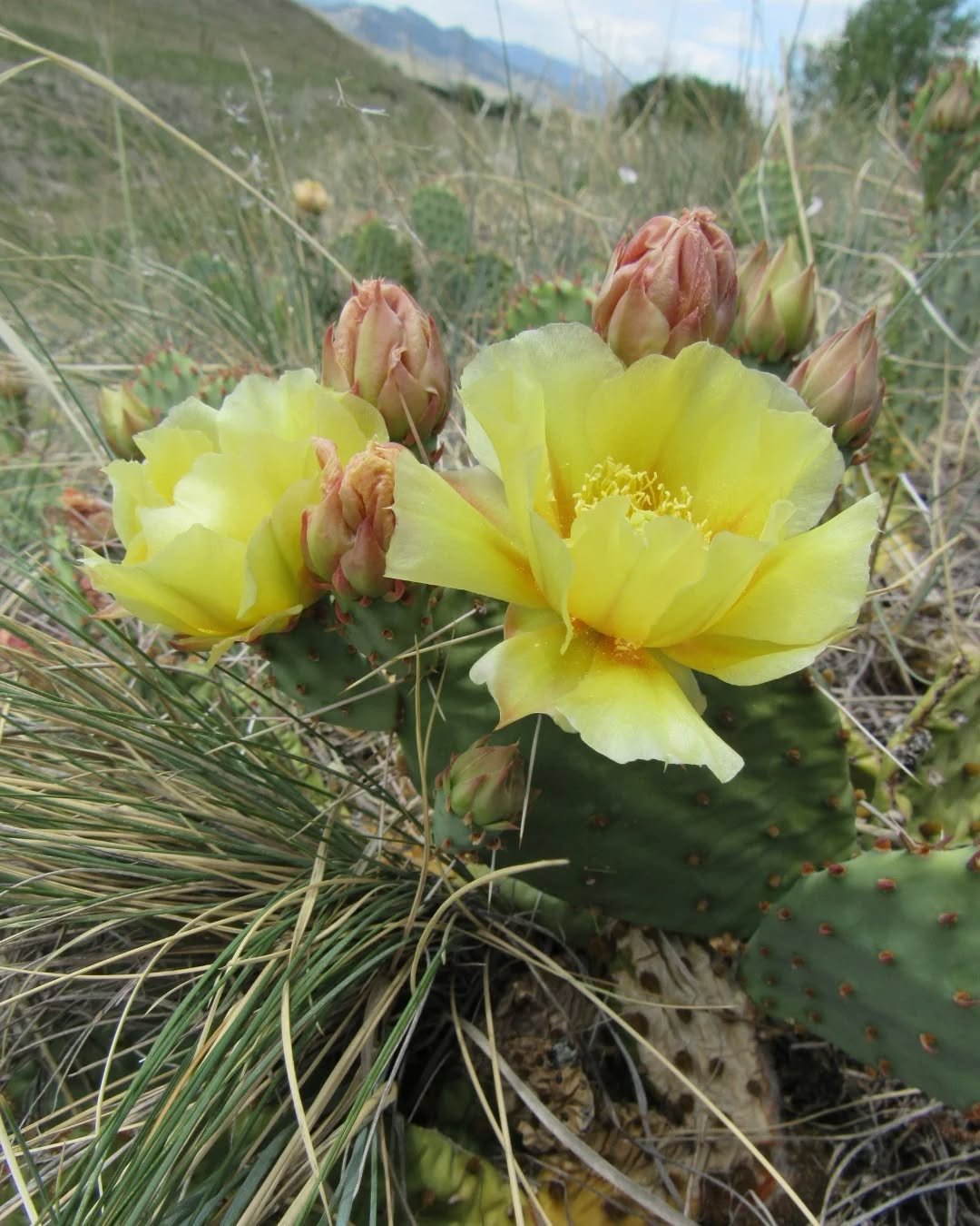 🌾🌞🌾&nbsp;A sunny Sunday walk along North Table and some perfectly popping prickly pears&nbsp;🌾💛🌾