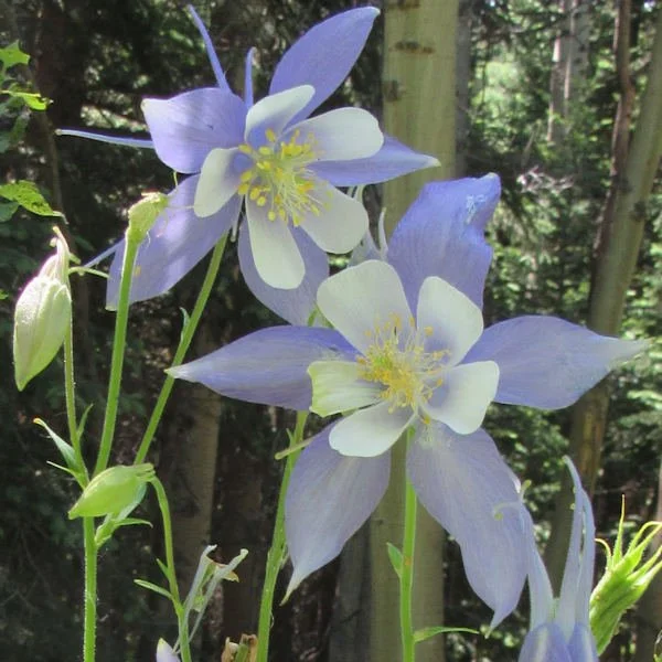 Blue + Purple Wildflowers