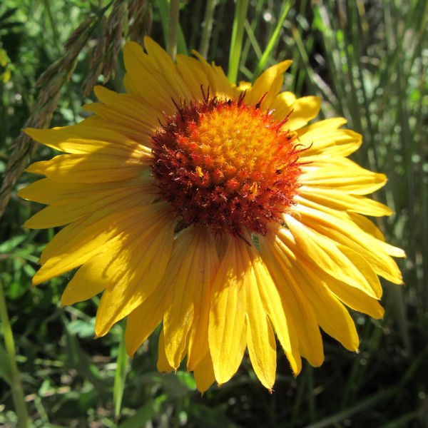 Yellow + Orange Wildflowers