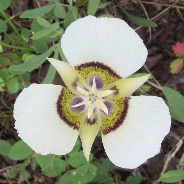 White + Green Wildflowers