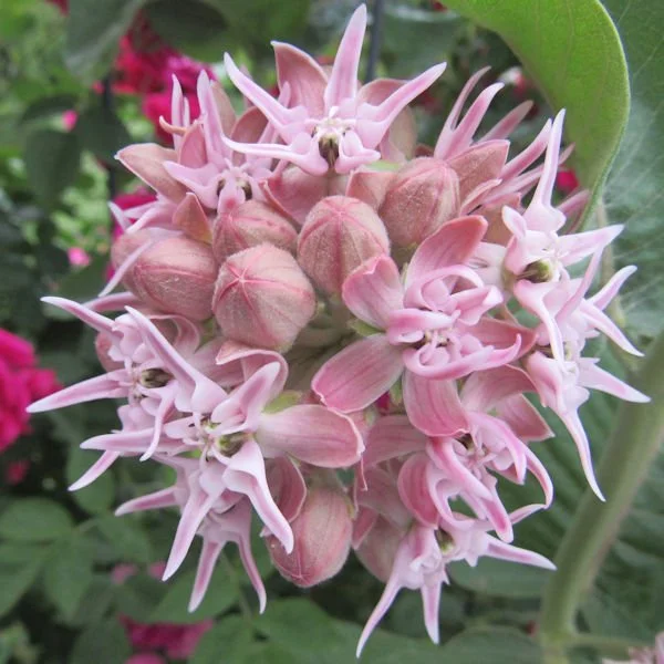 Pink + Red Wildflowers