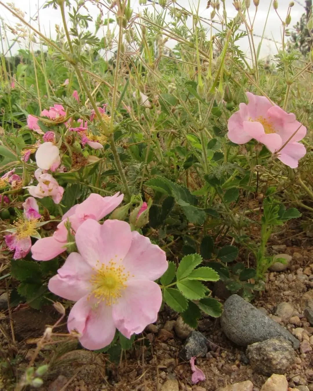 "In June the wild roses bloomed. They were a low-growing bush and, when in bloom, the blossoms made masses of wonderful color, all shades of pink all over the prairie. And the sweetest roses that ever bloomed."
~ Laura Ingalls Wilder 🌾🌸🌾