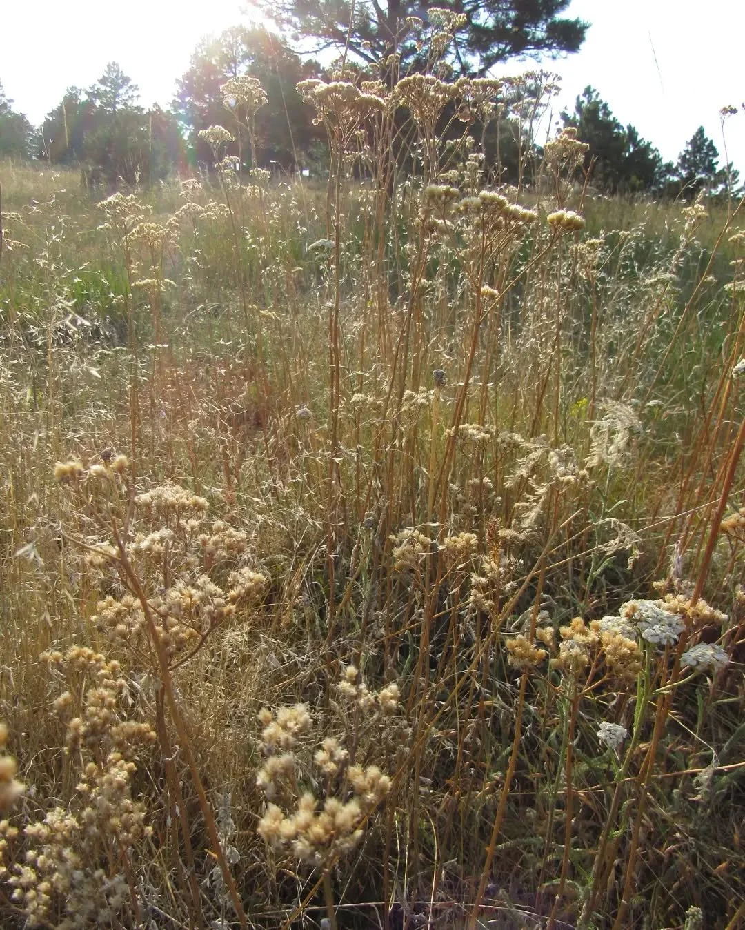 A golden hour walk after work this week at Lookout Mountain Nature Preserve&nbsp;🌾🌞✨&nbsp; Even with a few afternoon thunderstorms, the meadows are so dry this year, but still pretty with lacy yarrow and a few determined gals~ silvery lupine, hareb