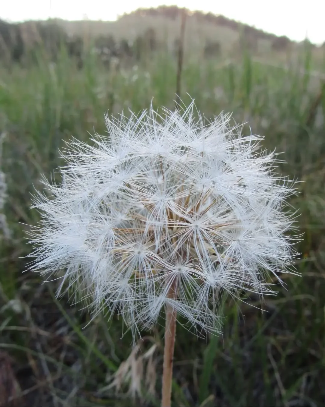She looks like a giant dandelion~ make a BIG wish on this meadow Salsify&nbsp;🌬️✨✨✨&nbsp; Common and non-native, growing up to 3 feet tall, with puffs as big as your fist,&nbsp;Salsify was introduced to America by early Europeans as a root vegetable