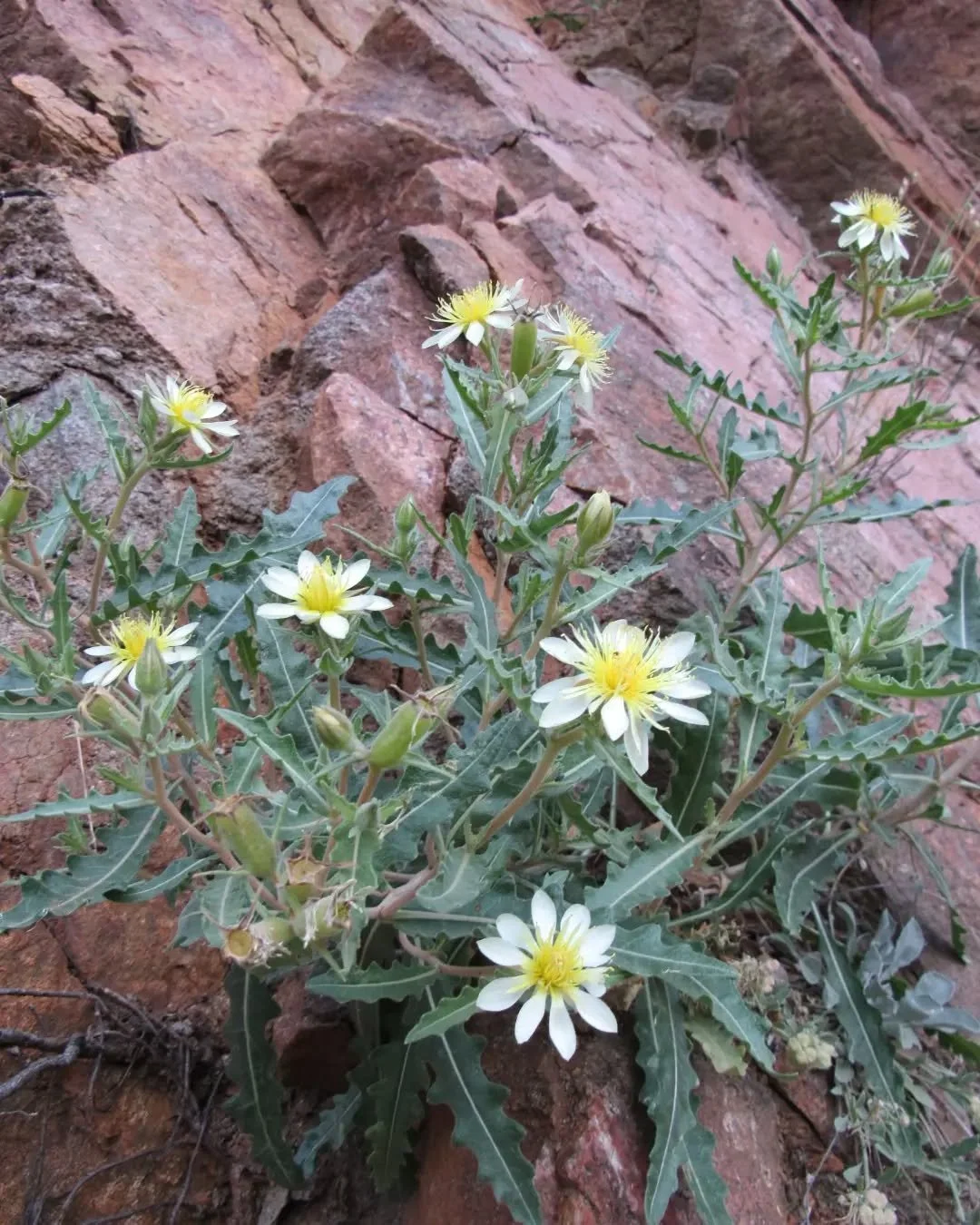 A full moon evening walk along Clear Creek&nbsp;🤍🌕🤍 Evening starflower, Moonflower, Ten-petal blazingstar, Mentzelia Decapetala~ her flowers open before sunset and close again before sunrise&nbsp;🤍🌕🤍&nbsp;Also sulphur buckwheat, paintbrush, swe