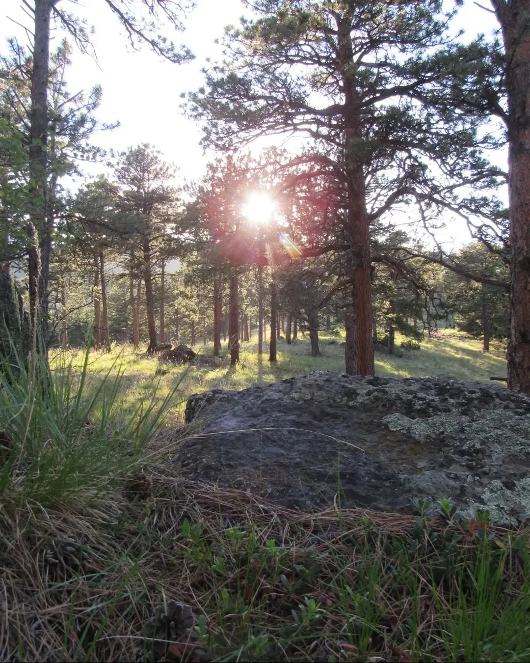 A late evening Summer Solstice hike in White Ranch Open Space&nbsp;🌾🌞🌲&nbsp;Pearly everlasting fluff catches the low evening sunlight ✨&nbsp;Her cousin pussytoes grows in a dense mat of leaves, covered here in seed fluff like a summer snow&nbsp;🤍