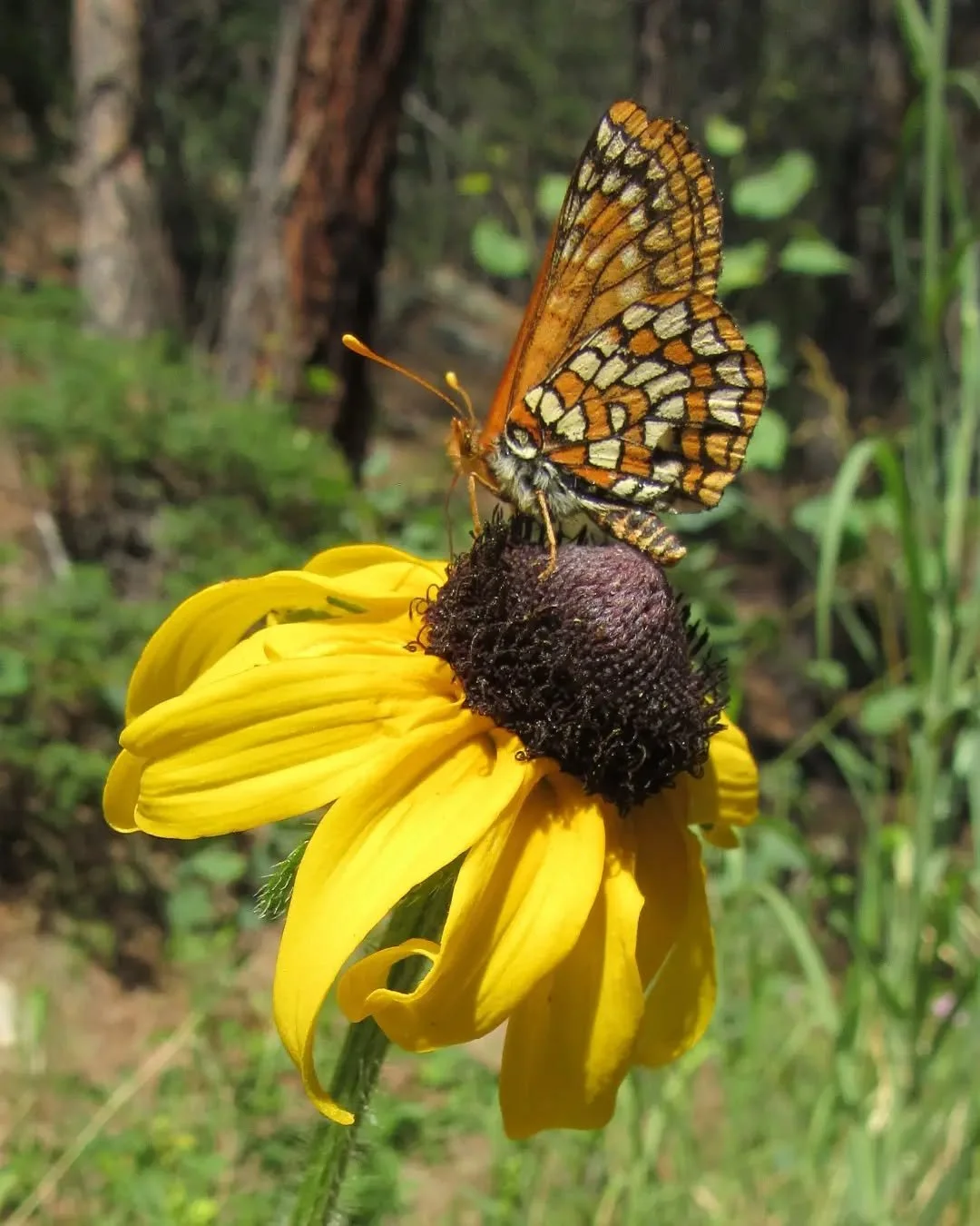 🌲🌾🌸🌻🪻🌾🌲&nbsp;Weekend wildflowers along Buffalo Trail in Golden Gate Canyon&nbsp;🌻🦋&hearts;️&nbsp;An orange checkerspot and fritillary sip from black-eyed Susans as we walk through the woods and around a meadow to Forgotten Valley&nbsp;🌾🌸🌻