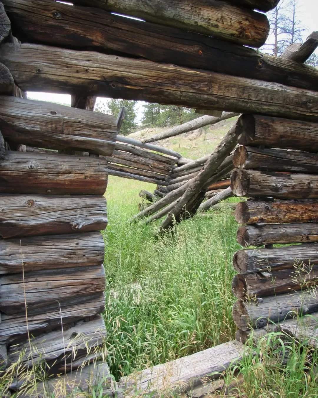 🌲✨🌲&nbsp;Buffalo Trail to Forgotten Valley in Golden Gate Canyon State Park&nbsp;🌲✨🌲&nbsp;A treasure trail full of historic buildings, like catnip to me!&nbsp;✨🖤✨&nbsp;Forgotten Valley was the homestead and ranch of the Tallman family~ Anders an