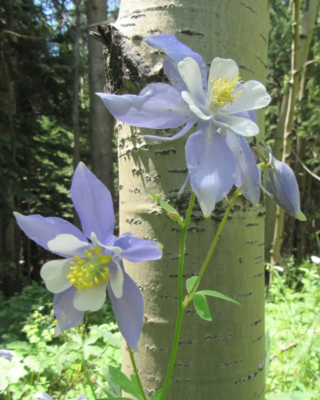 🌲🩵🌲⛰️🌲🩵🌲
A sunny aspen grove of Colorado blue columbine ✨somewhere✨ in Gilpin County&nbsp;🌲🩵🌲&nbsp;&nbsp;Her fabulous Latin name is Aquilegia coerulea&nbsp;🩵🦅🩵 Aquilegia&nbsp;means eagle, and refers to her spurs that resemble eagle talons
