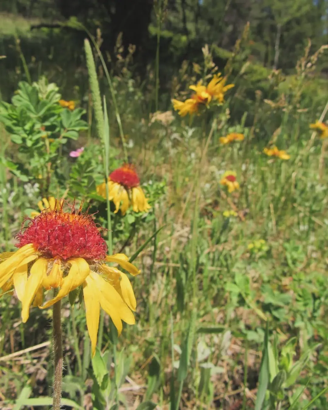 🌾🌻🌸🪻🌾
Meadow wildflowers at Golden Gate Canyon State Park&nbsp;🌾🌻🌸🪻🌾&nbsp;Scarlet gilia (fairy trumpet) can be red, pink, or white, or even a mix of all three on the same stem&nbsp;🤍🩷&hearts;️&nbsp;There's blanketflower, locoweed, cinquef