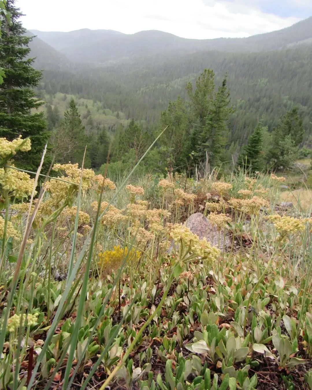 🌾🌻🌲⛰️🌲🌻🌾
Earlier this month, we spent a few days backpacking around the Roosevelt National Forest (near Nederland, CO) and into the Indian Peaks Wilderness&nbsp;🌲⛺🌲&nbsp;A little storm moved in soon after we set off, and followed us up the tr