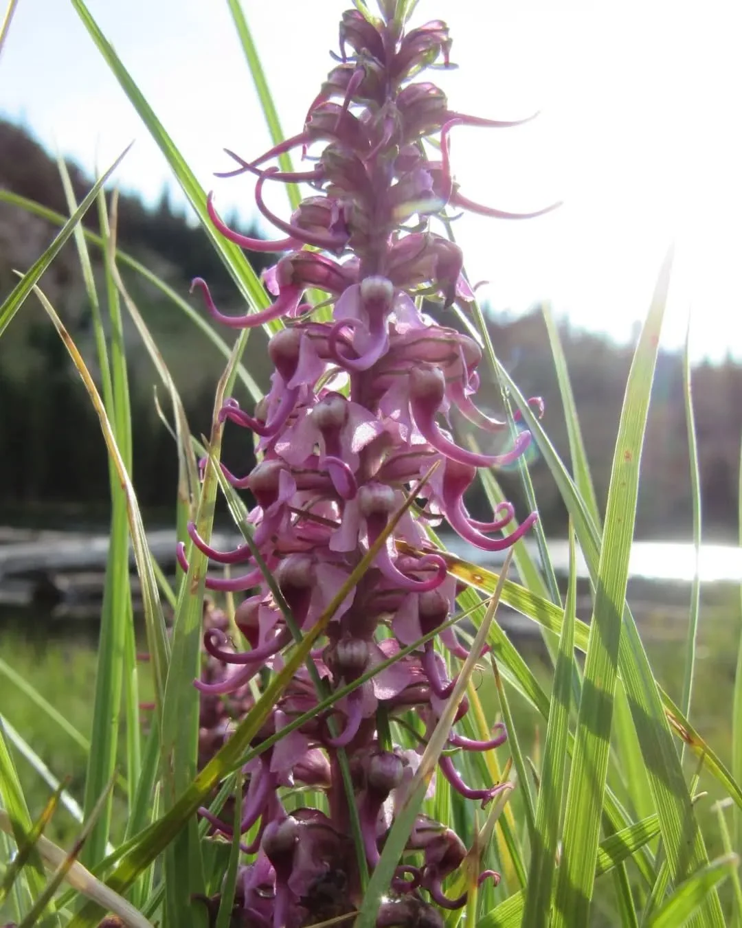 Little pink elephants in Colorado?&nbsp;💖&nbsp;It could be too many IPAs or&nbsp;edibles, or this wonderfully weird wildflower&nbsp;💖🐘&nbsp;Elephant's head,&nbsp;Pedicularis groenlandica,&nbsp;is found throughout the western mountains of the Unite